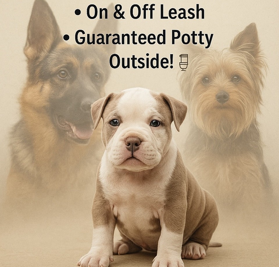 Big Or Small We Train Them All