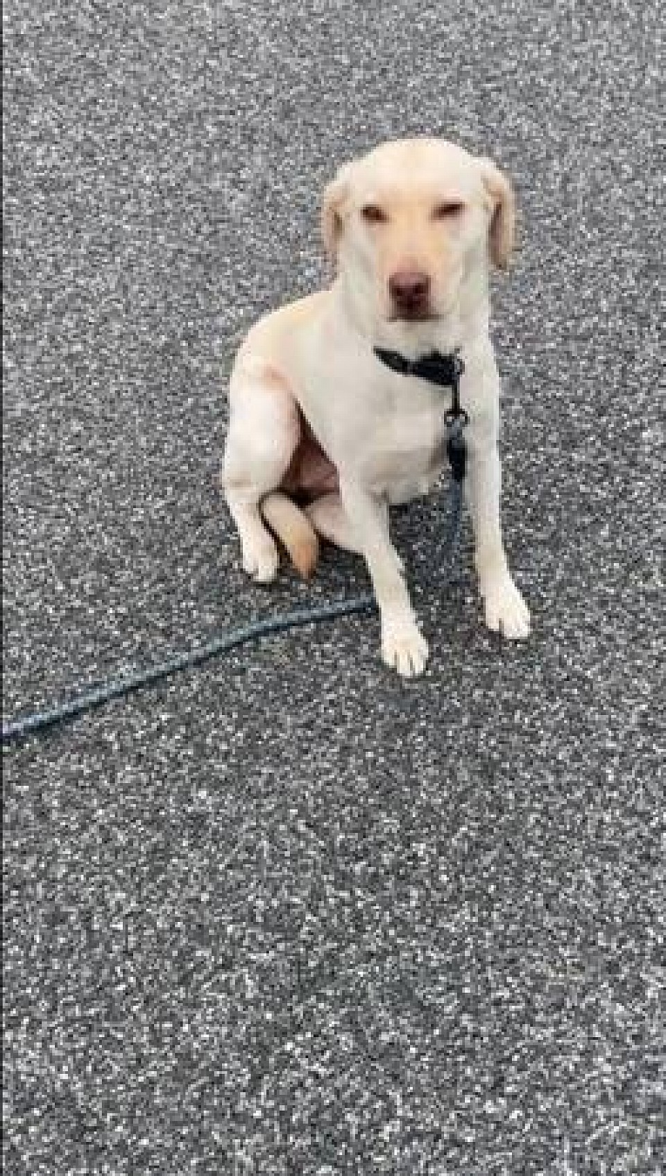 Lucy is my dog yellow Labrador